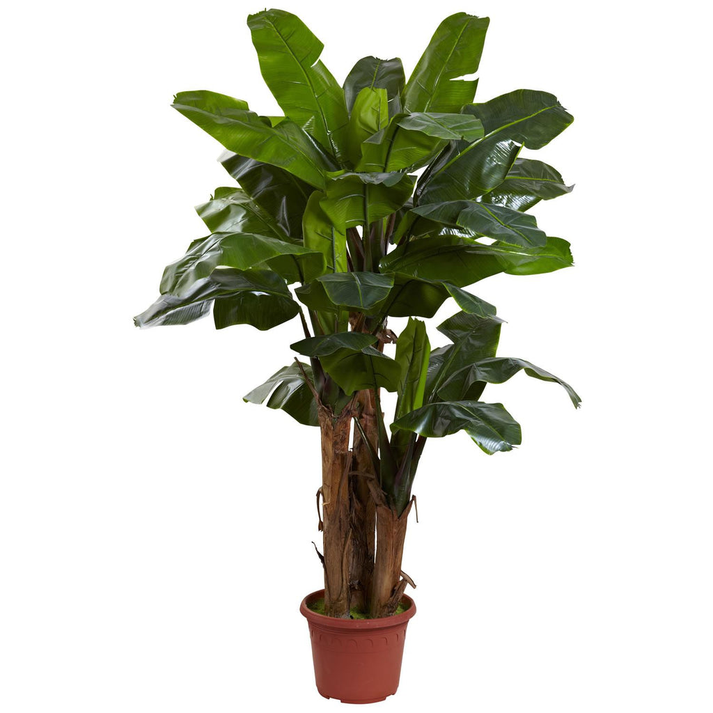 7' Giant Triple Stalk Banana Tree UV Resistant (Indoor-Outdoor)