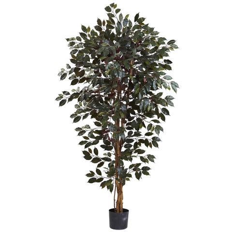 6' Capensia Ficus Tree x 3 w-1008 Lvs