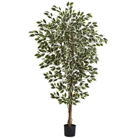 6' Hawaiian Ficus Tree x 3 w-1008 Lvs