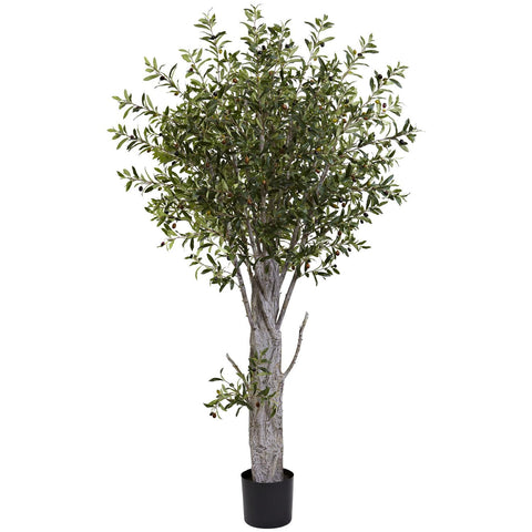 6' Olive Tree W-3864 Lvs