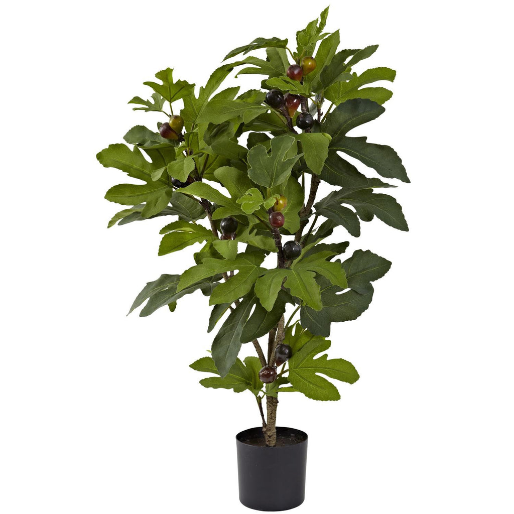 32" Fig Tree w-42 Lvs & 15 Figs