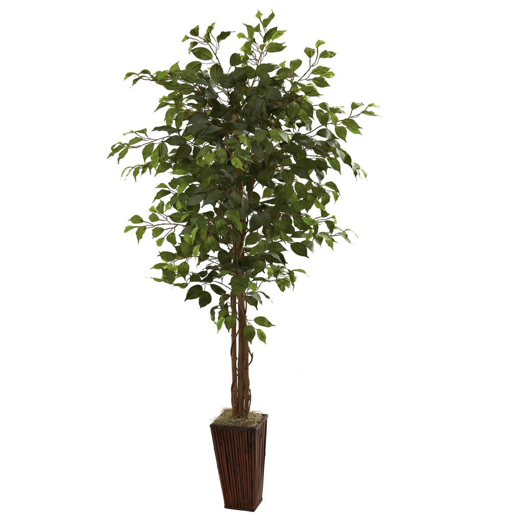 6' Ficus Tree w-Bamboo Planter