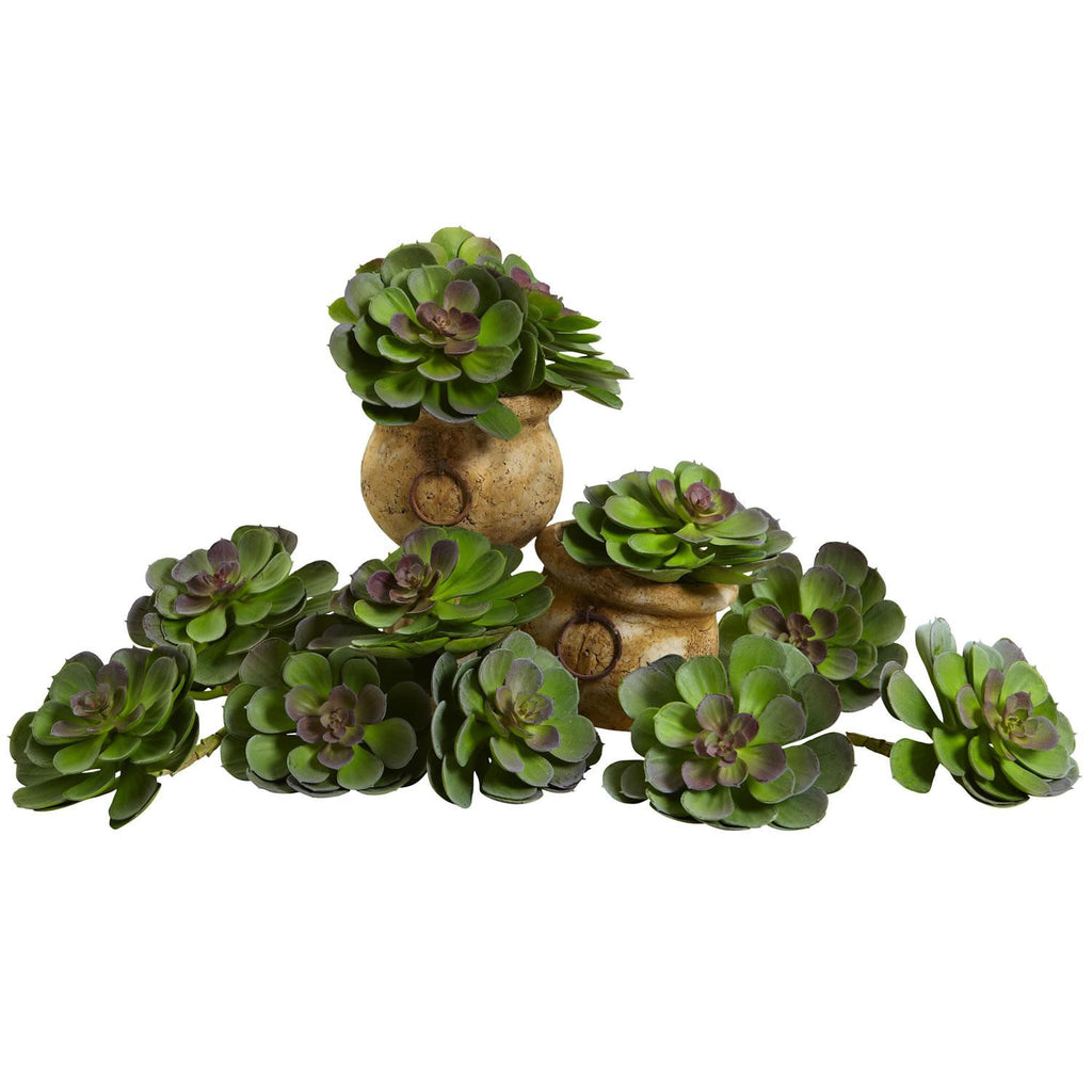 6" Echeveria Succulent (Set of 12)