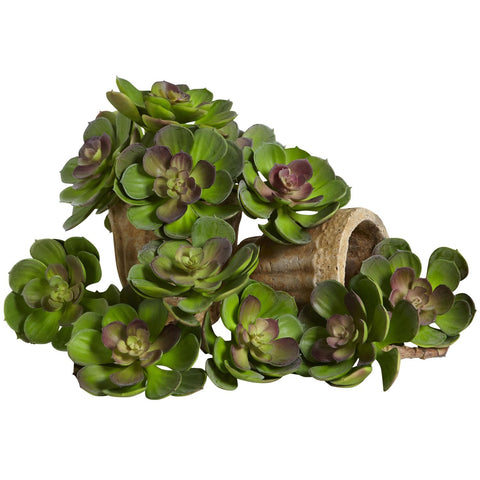 5" Echeveria Succulent Plant (Set of 12)