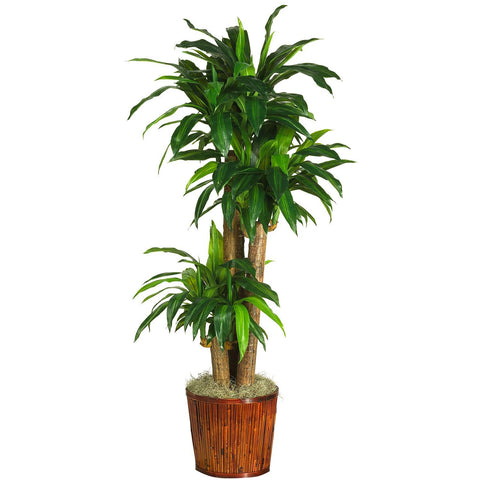 62" Dracena w-Basket Silk Plant (Real Touch)