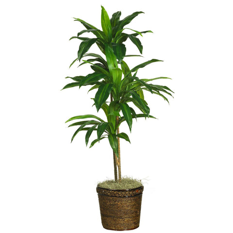 48" Dracaena w-Basket Silk Plant (Real Touch)