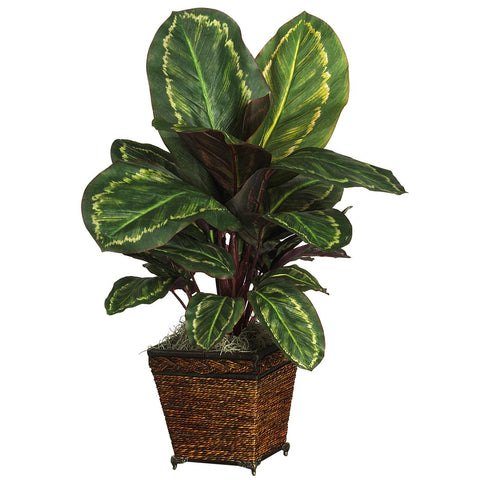 Maranta w-Basket Silk Plant