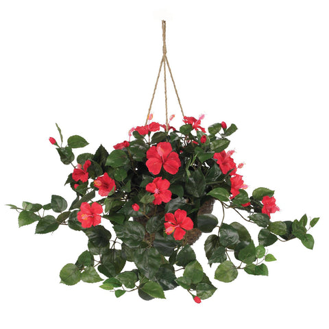 Hibiscus Hanging Basket