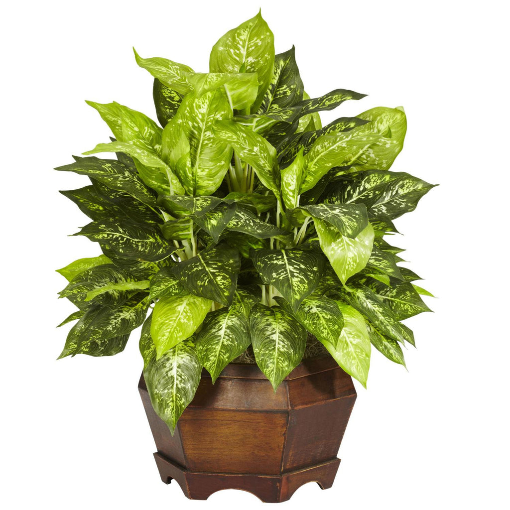 Variegated Dieffenbachia w-Large Hexagon Silk Plant