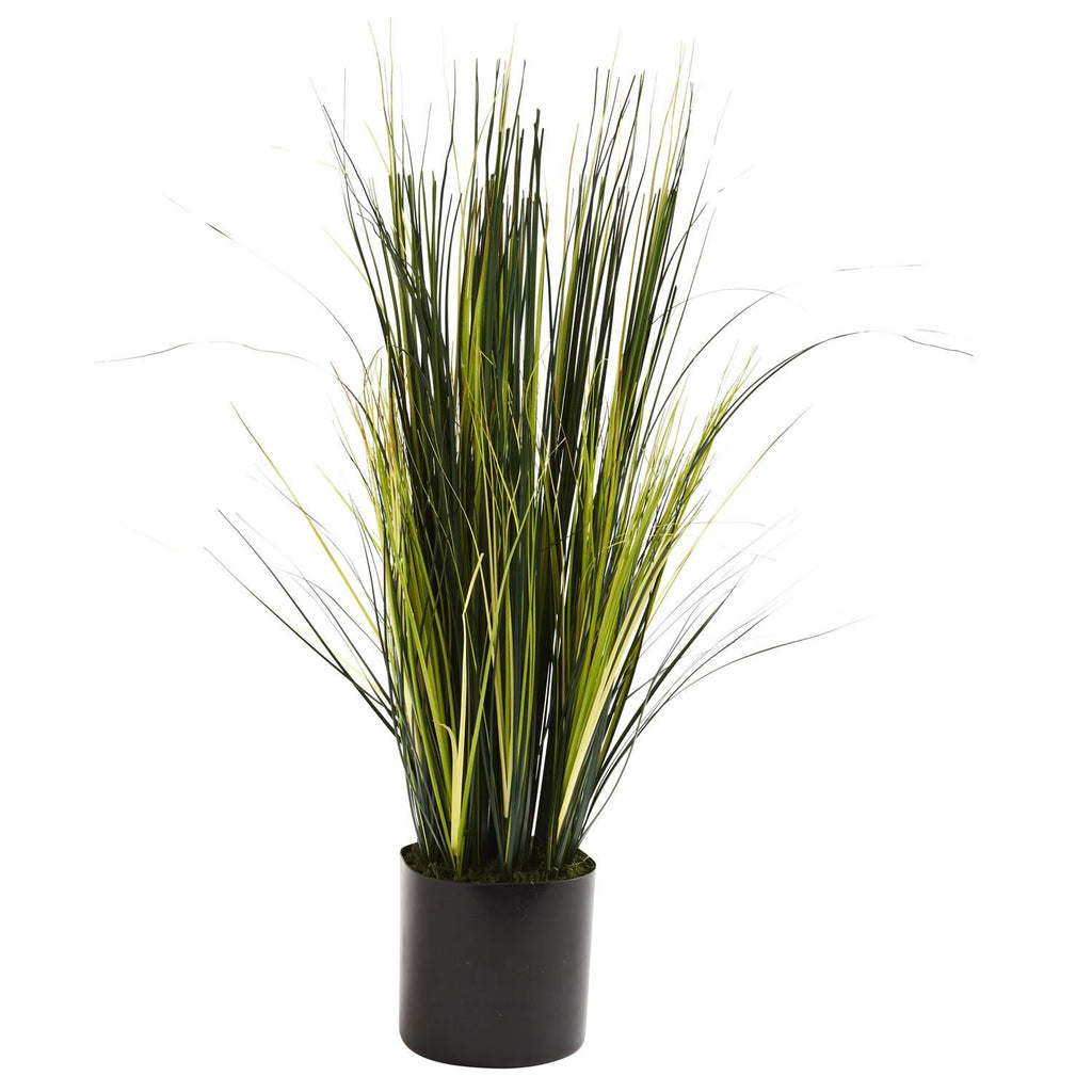 3' Onion Grass Plant