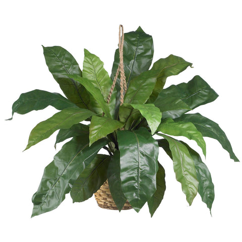 Large Birds Nest Fern Hanging Basket