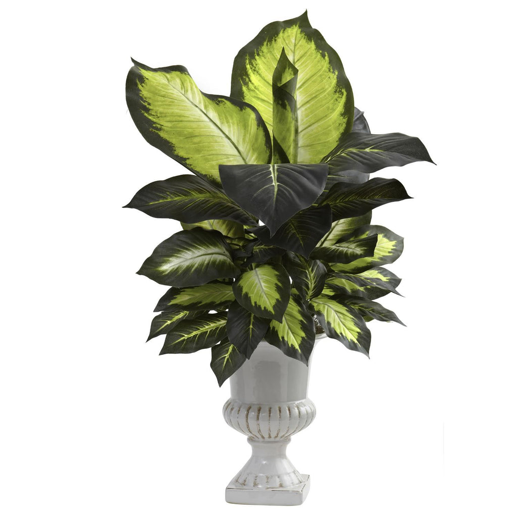 Dieffenbachia w-White Ceramic Urn