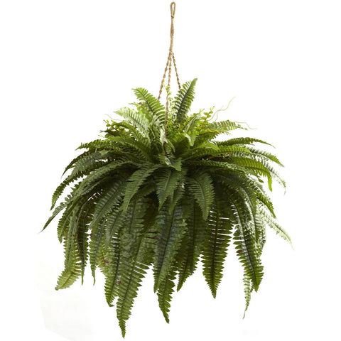 Double Giant Boston Fern Hanging Basket