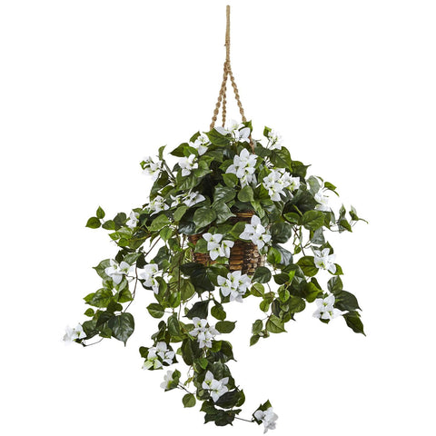 Bougainvillea Hanging Basket